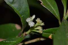 Psychotria canarensis